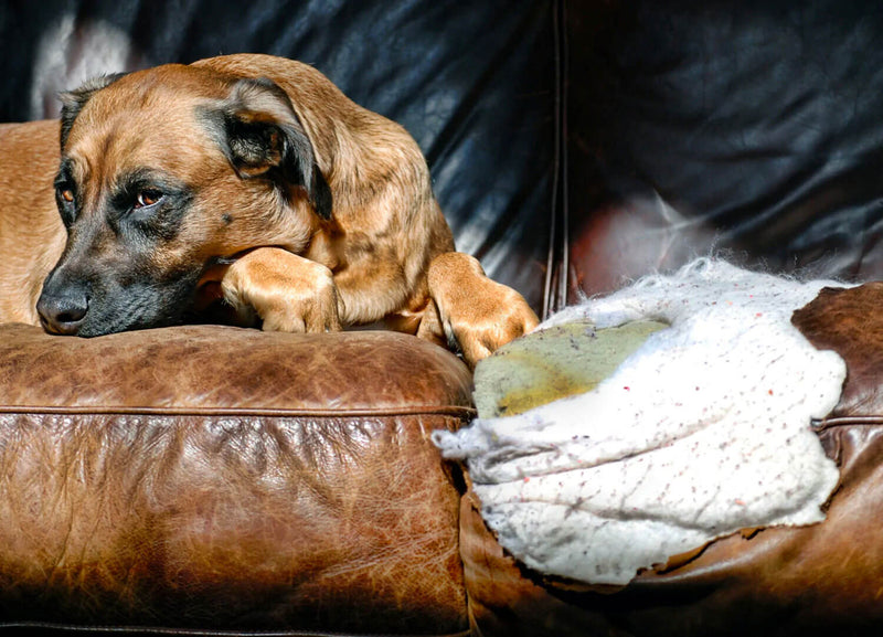 Damaged by Dog Chewed Up Leather Sofa 