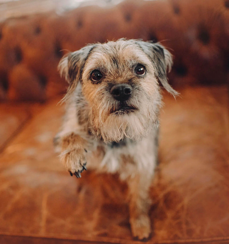 Cute Dog on Leather Sofa